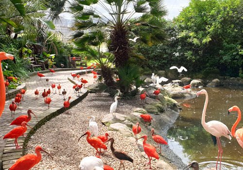 Birds of Eden