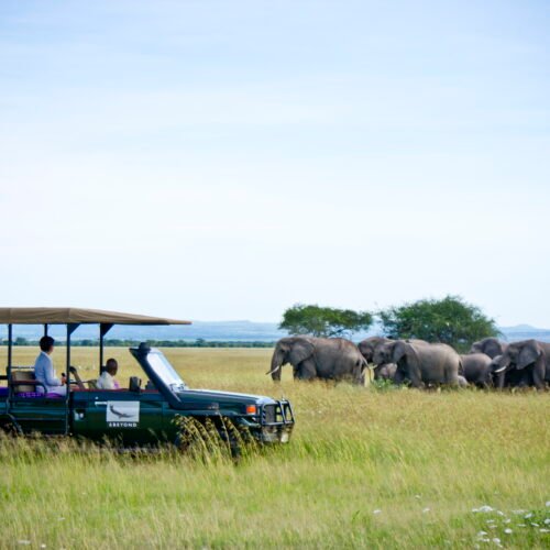 Botlierskop Game drive 3 hours 9:00, 13:00