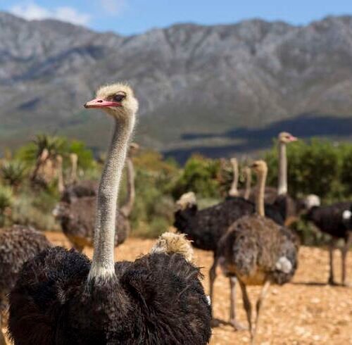 Cape Town Ostrich Farm