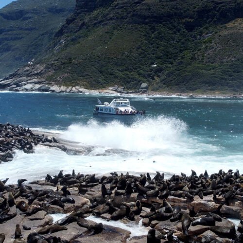 Drumbeat Seal Island