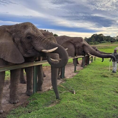 Knysna Elephant Park