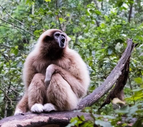 Monkey land