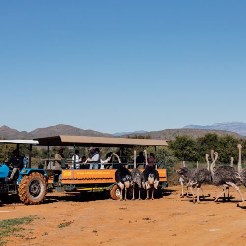 Safari Ostrich Farm