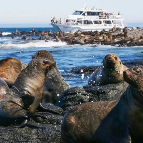Seal Island Eco Tour