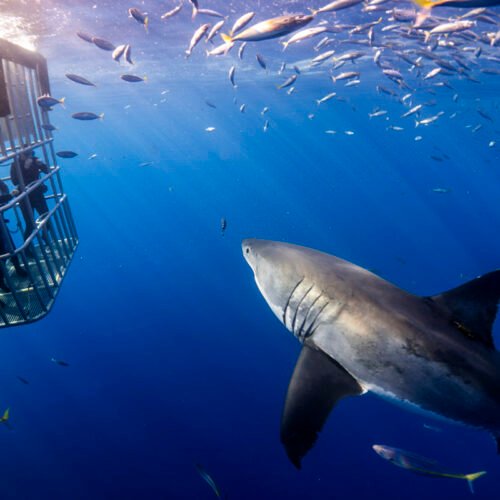 Shark cage Diving- White Shark Divers