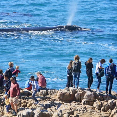 Whale Watchers (Hermanus)