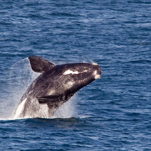 Whale Watching
