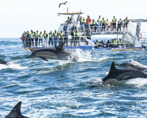Whale Watching (June-Nov) Marine Dynamics